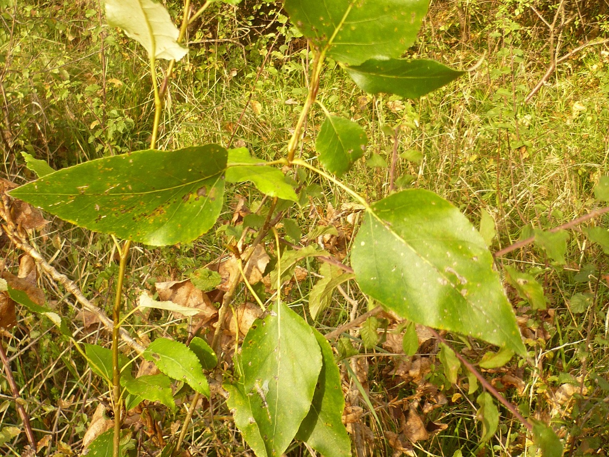 Populus trichocarpa (Salicaceae)